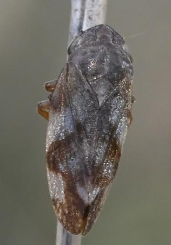 Philaenus spumarius
